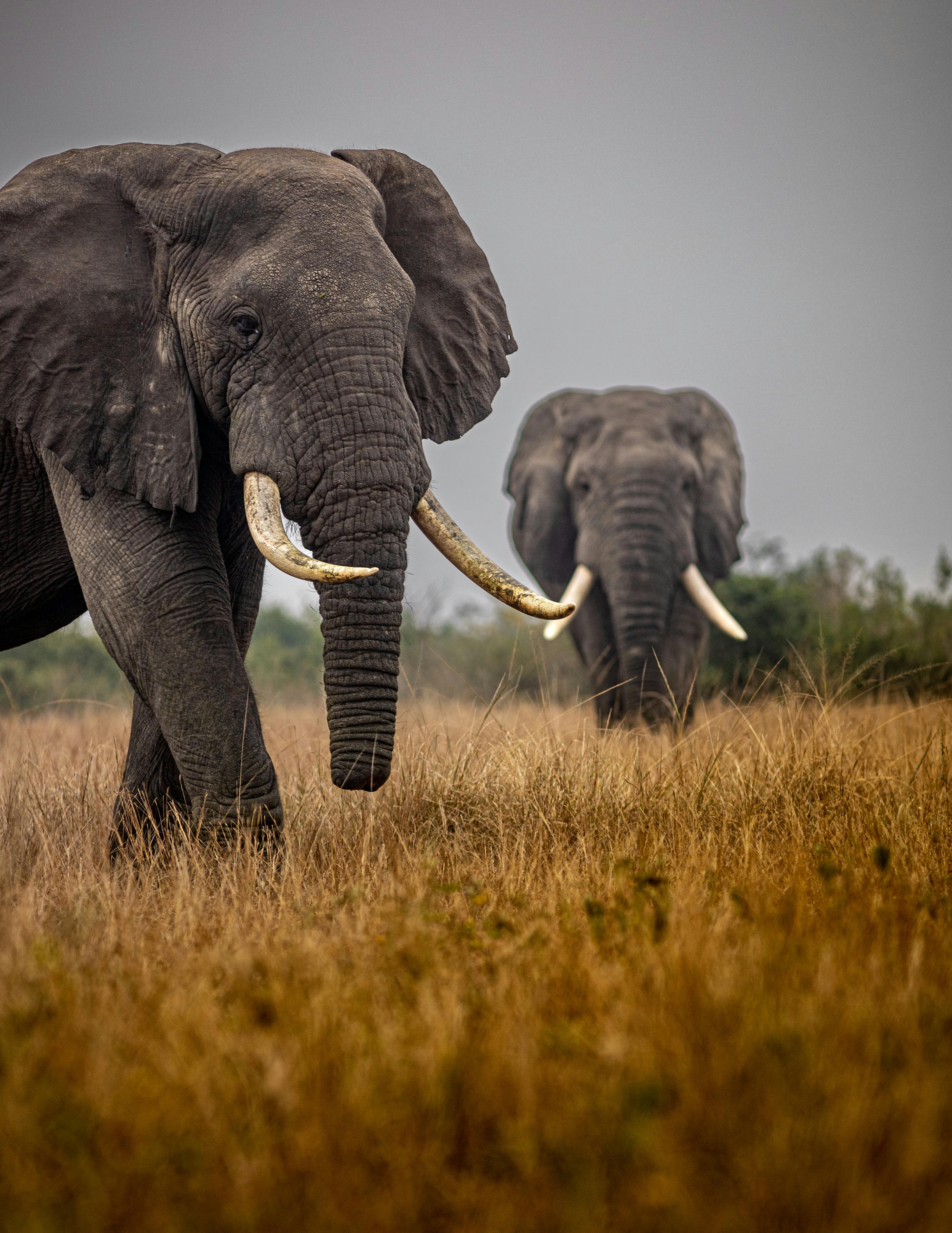 Lake Mburo Safari Image 1