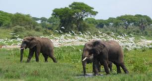 Lake Mburo Safari Image 3