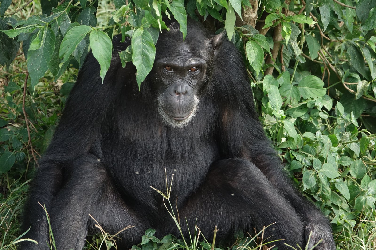 Chimpanzee Trekking in Kibale National Park: A Complete Guide