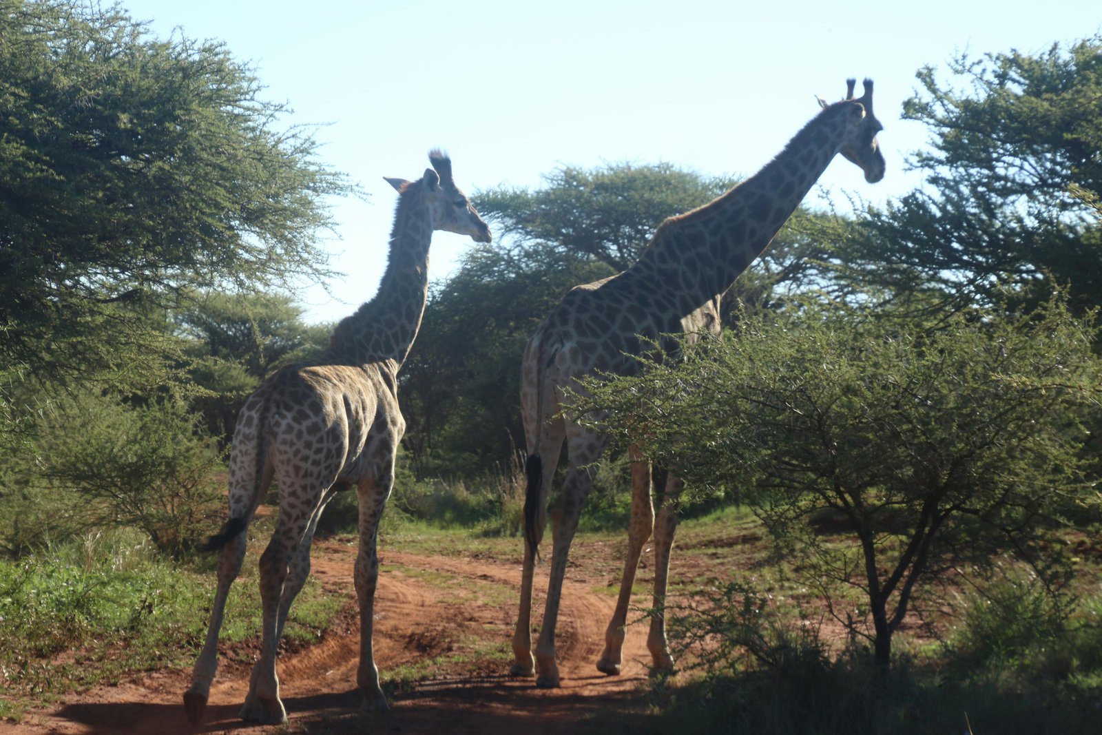Pian Upe Wildlife Reserve: Uganda’s Untouched Safari Gem