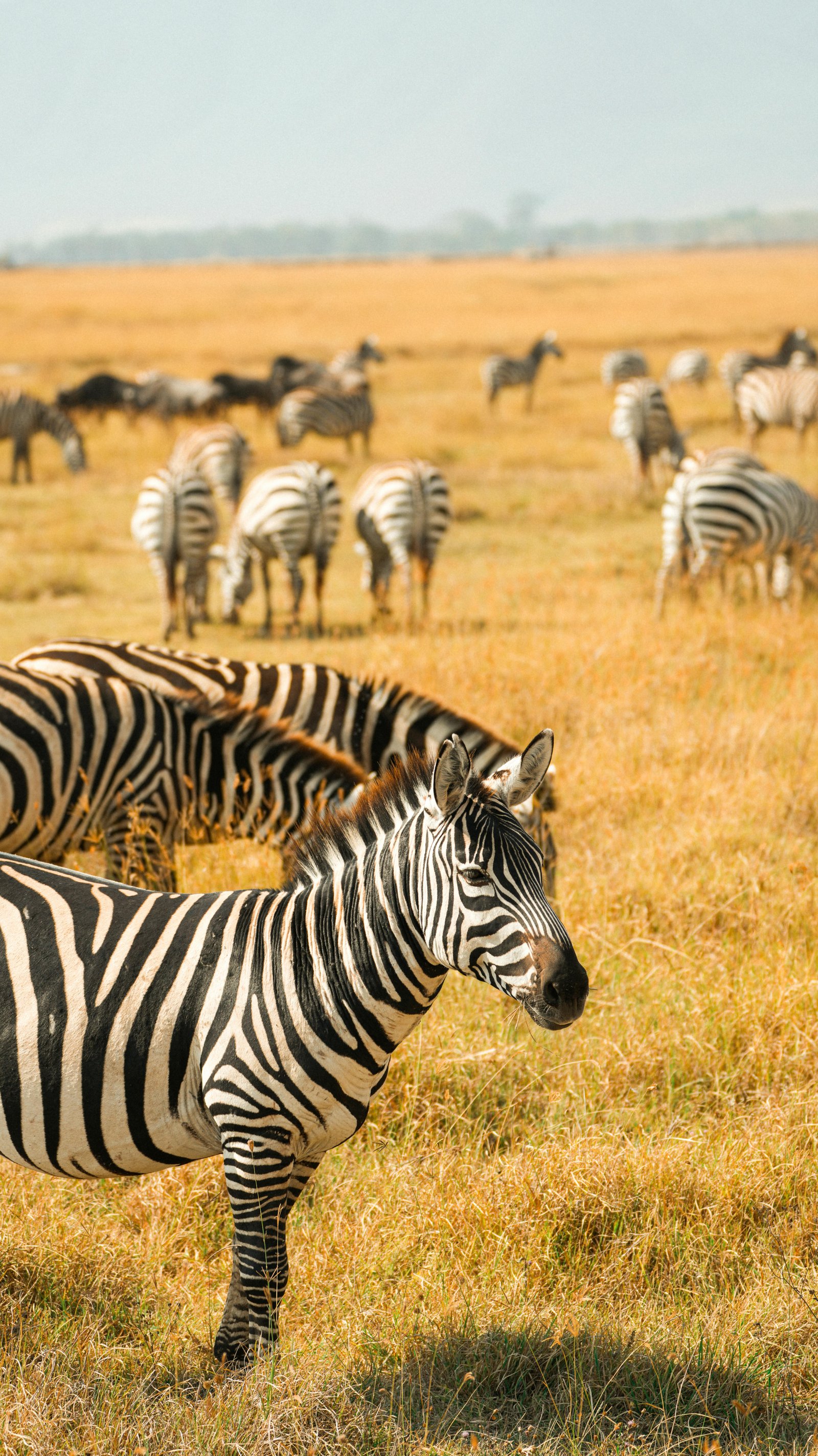 Choosing the Best Time for Your Uganda Safari