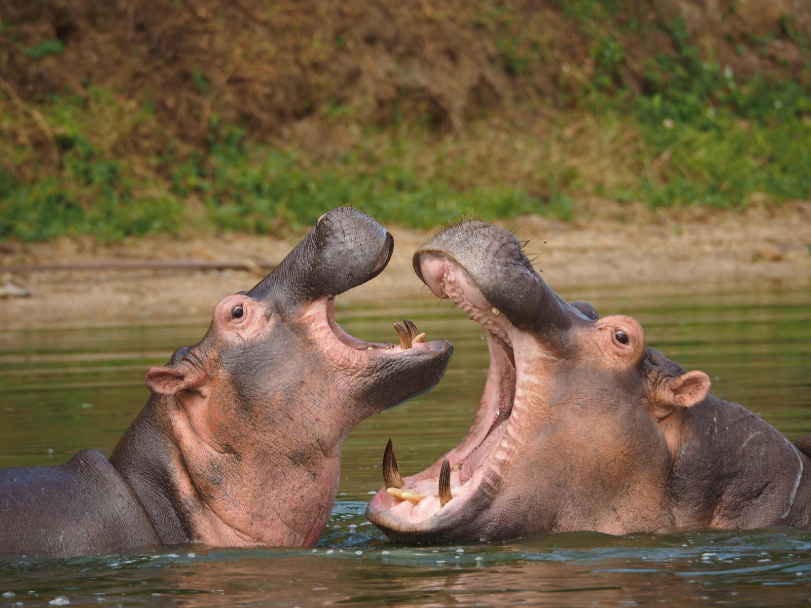 Safari vehicle exploring Uganda