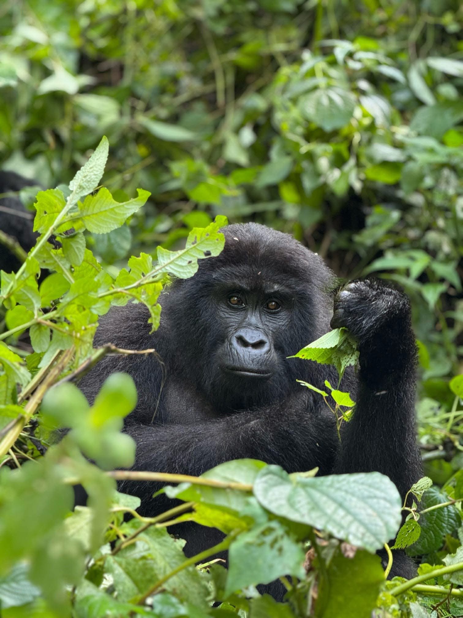 Mountain gorilla in Bwindi rainforest