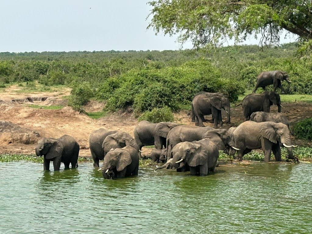 How to Travel Responsibly on Safari