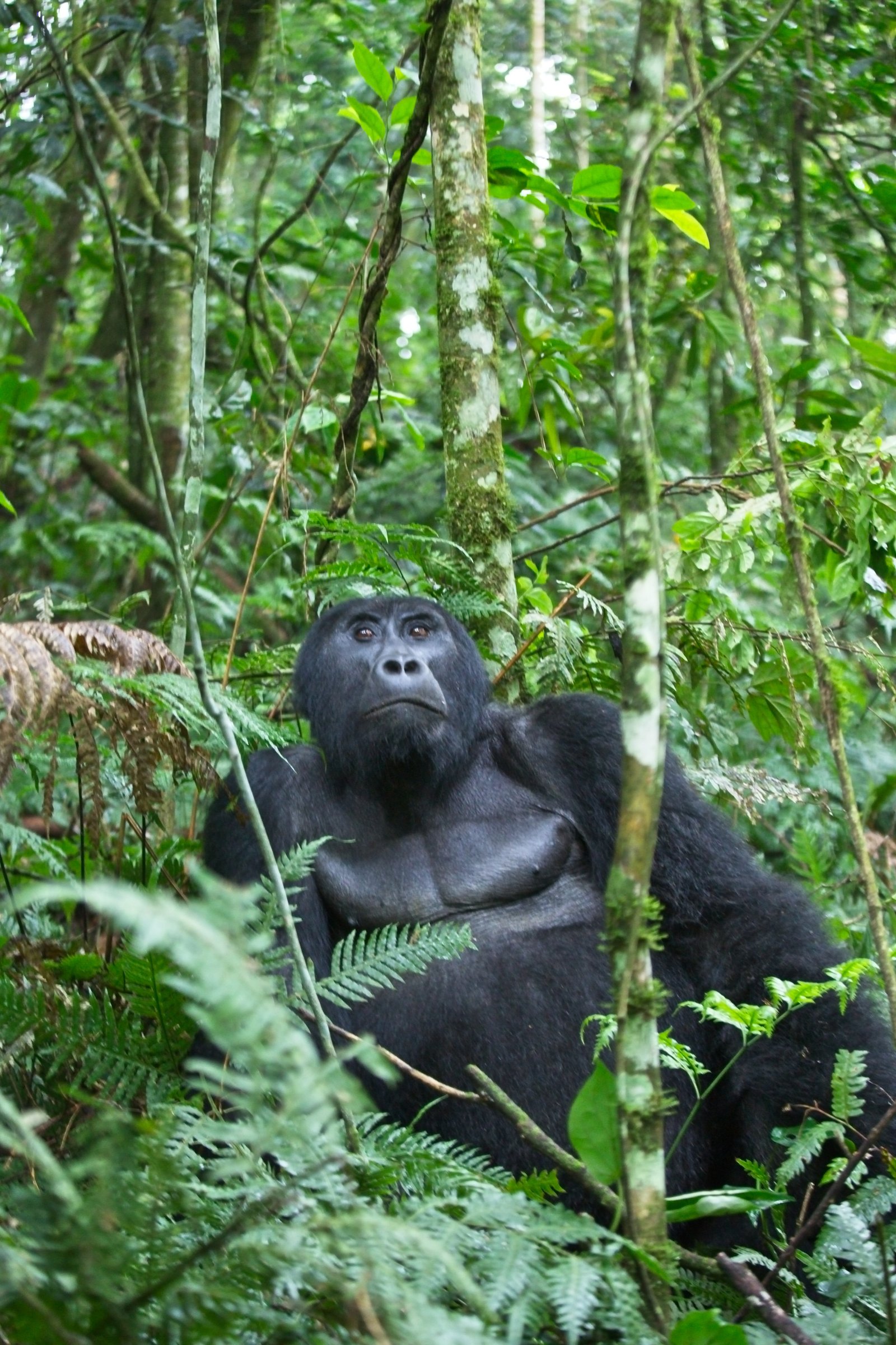 Gorilla Trekking adventure