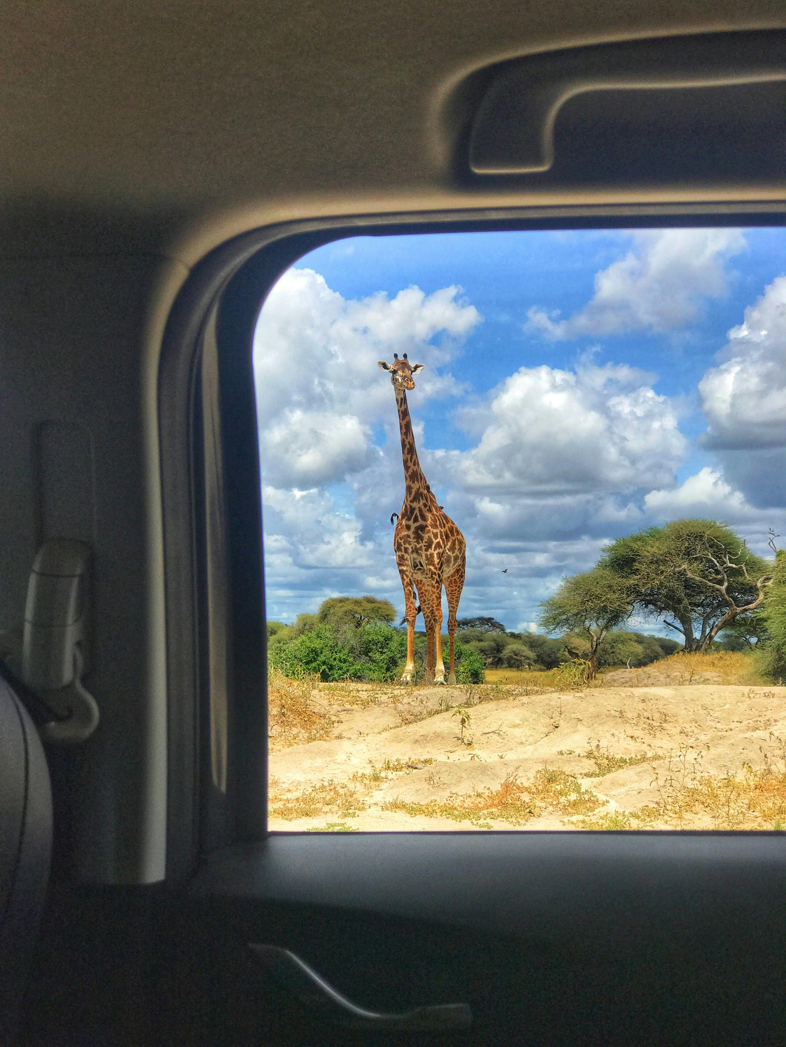 Kidepo Valley giraffe safari