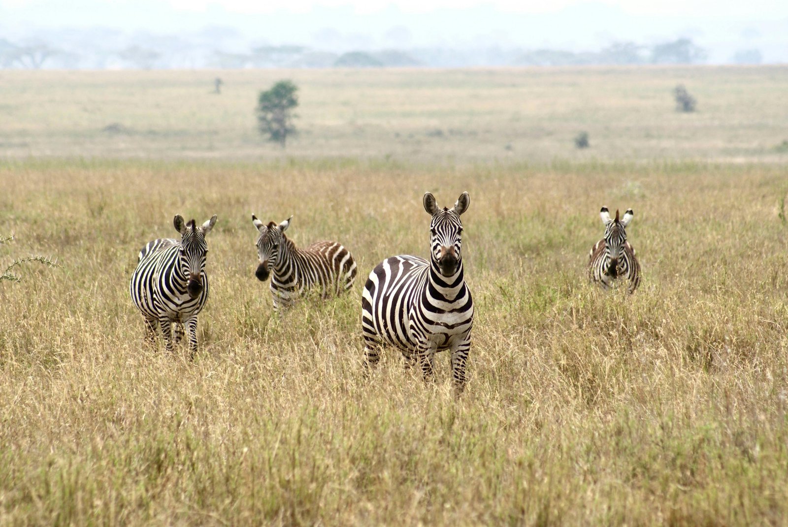 Zebras in Kidepo Valley National Park