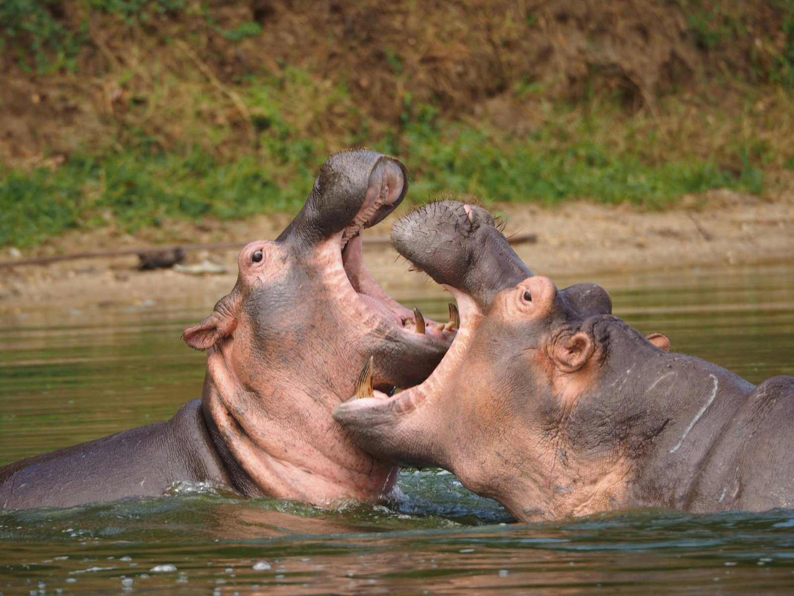 Hippos on a Uganda safari