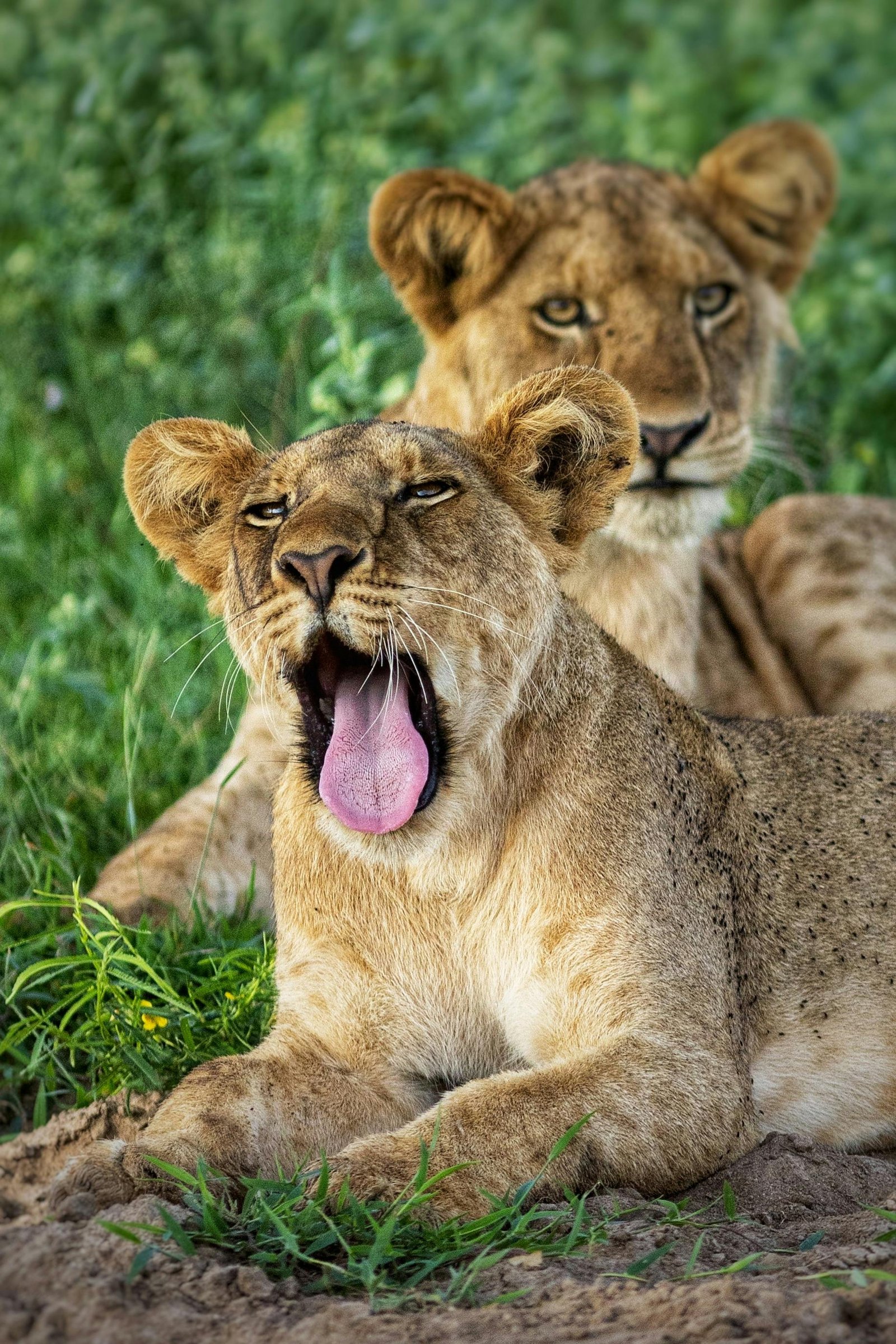 Queen Elizabeth wildlife adventure