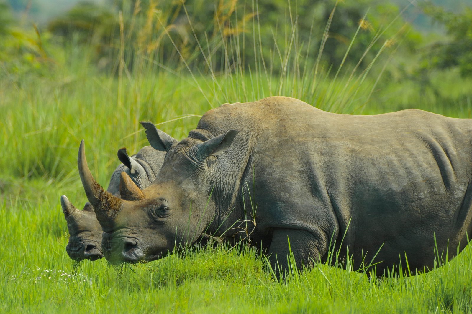 Ziwa Rhino Sanctuary