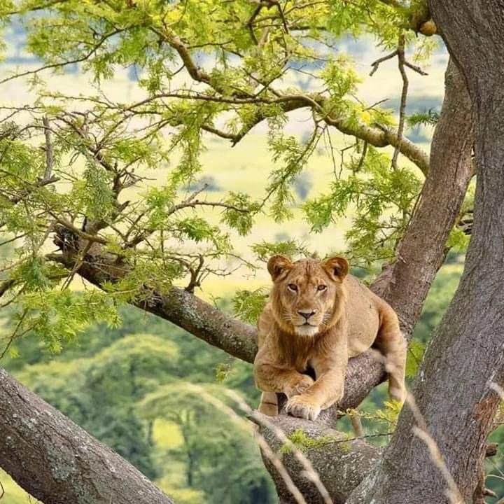 Raha Voyage Safaris gallery image 1