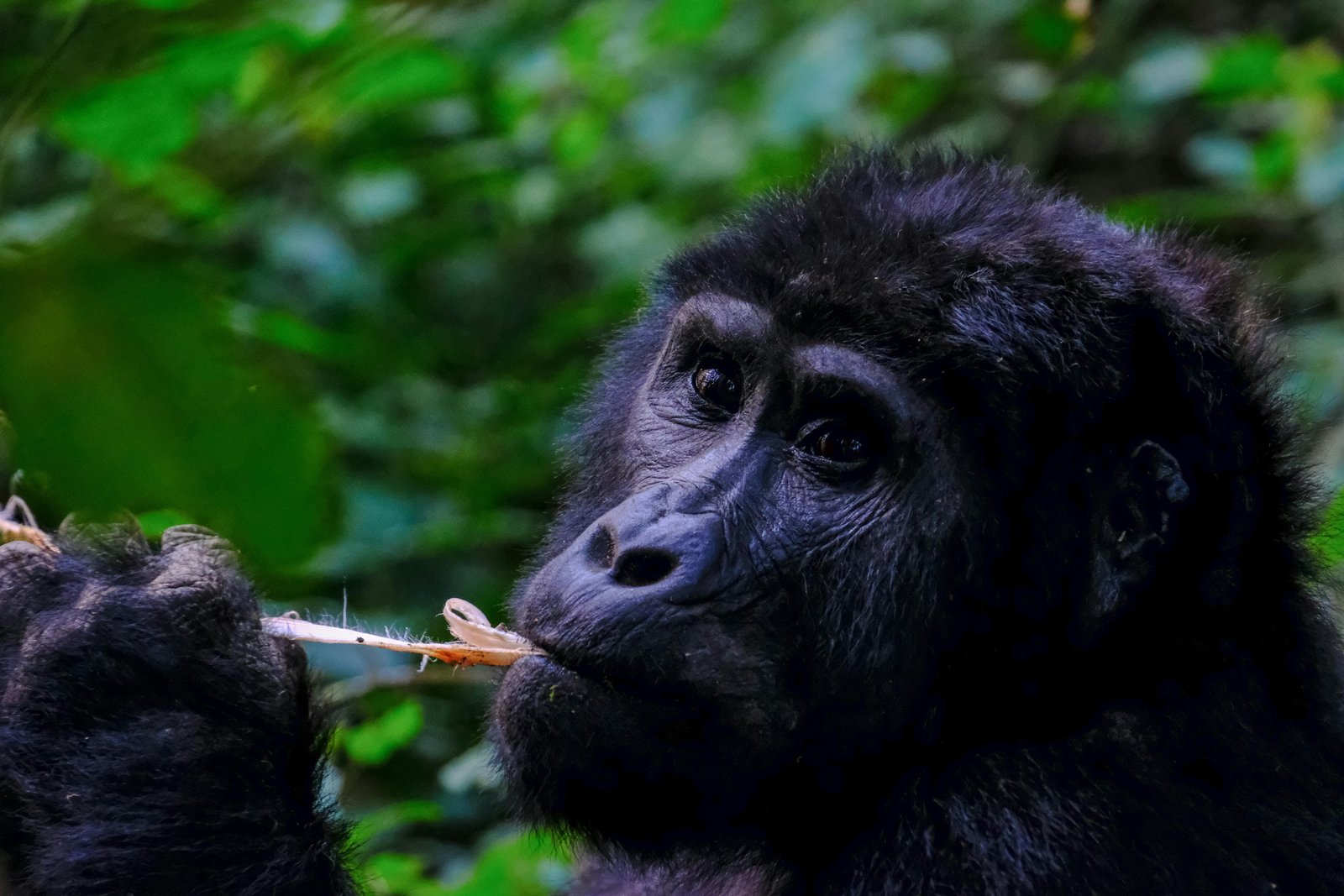 Gorilla & Wildlife Journey