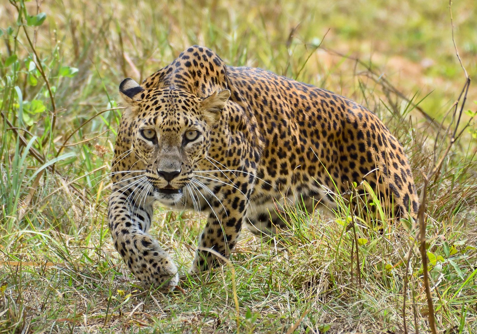 Kidepo Valley National Park safari