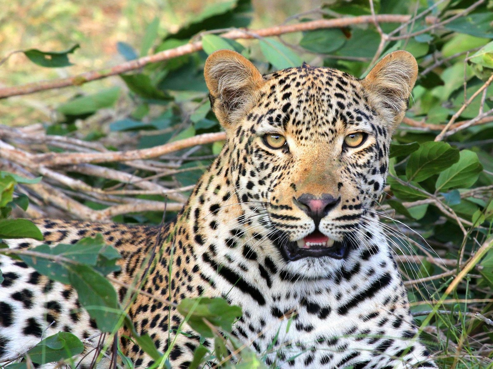 Lake Mburo National Park safari