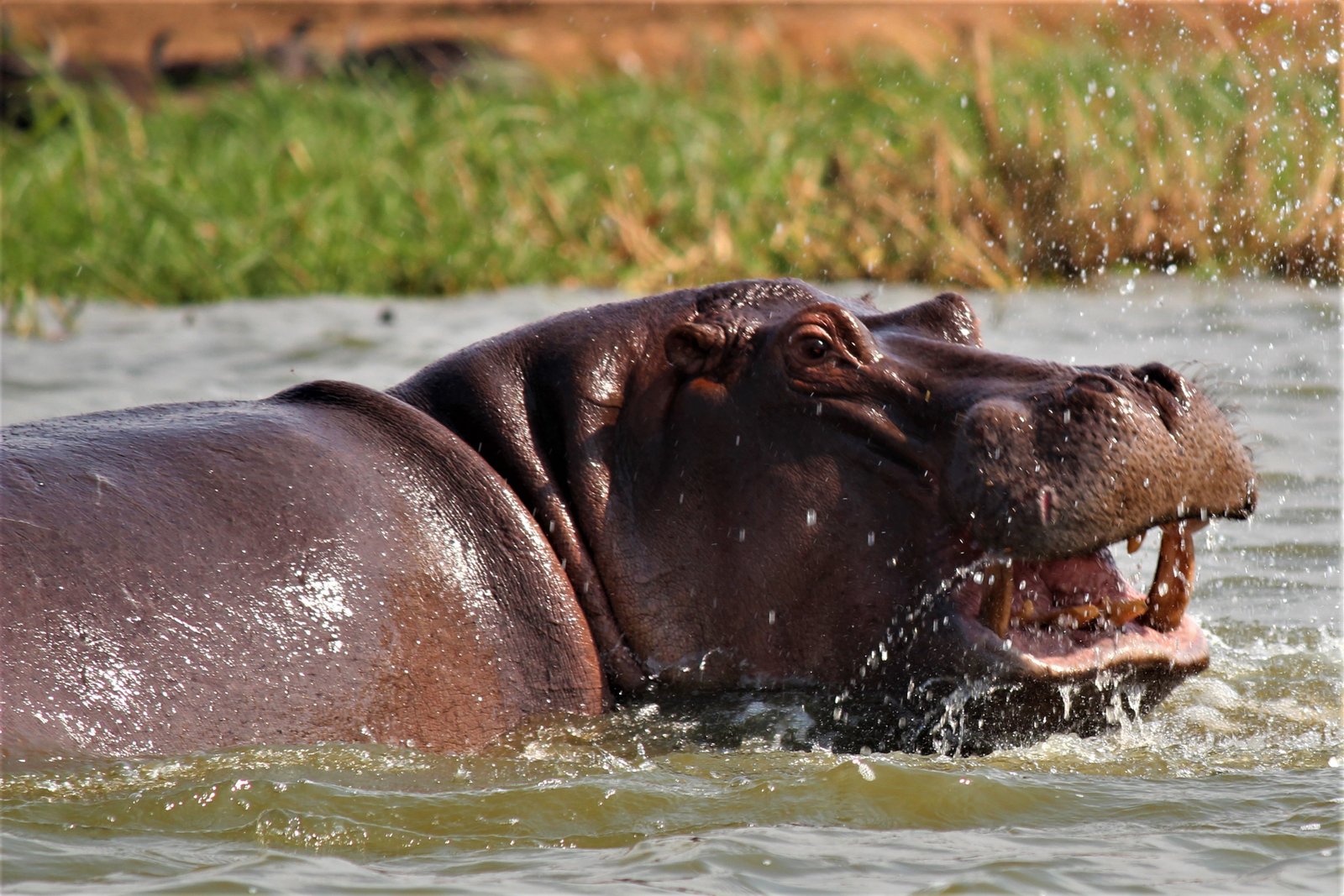 Queen Elizabeth National Park safari