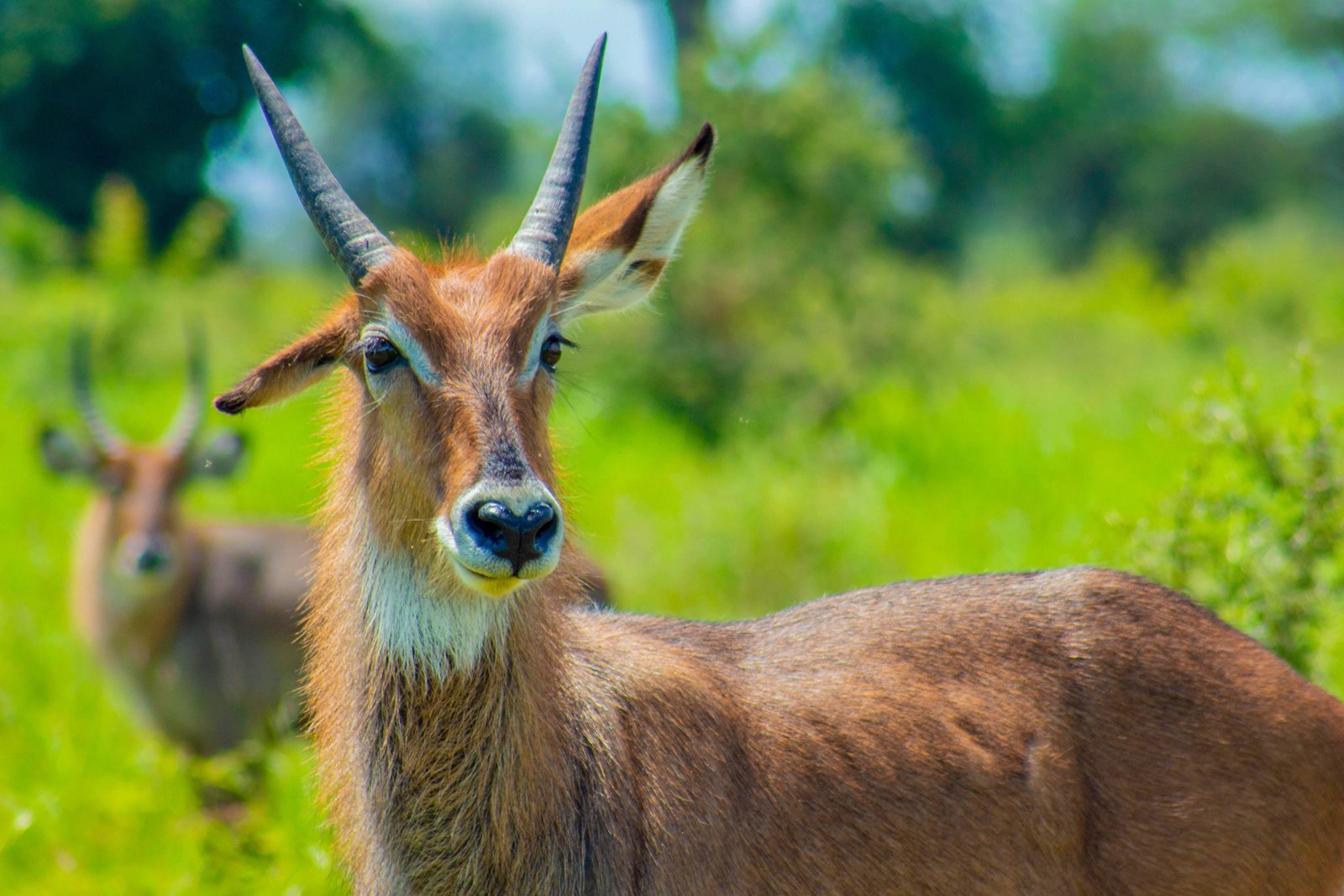 Raha Voyage Safaris Uganda experience