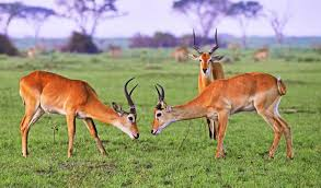 Lake Mburo Safari Image 3