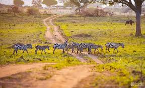 Lake Mburo Safari Image 3