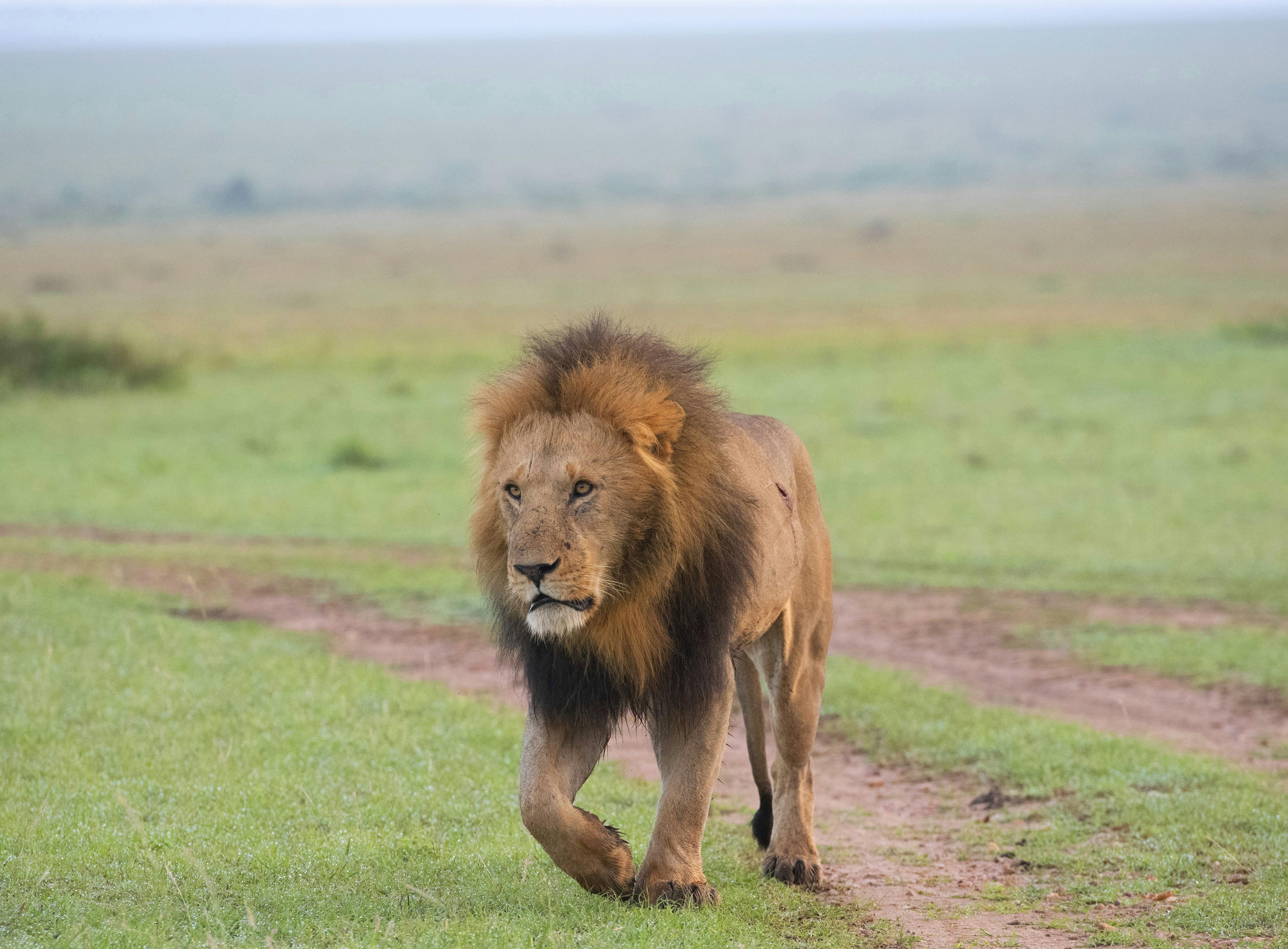 Lake Mburo Safari Image 1