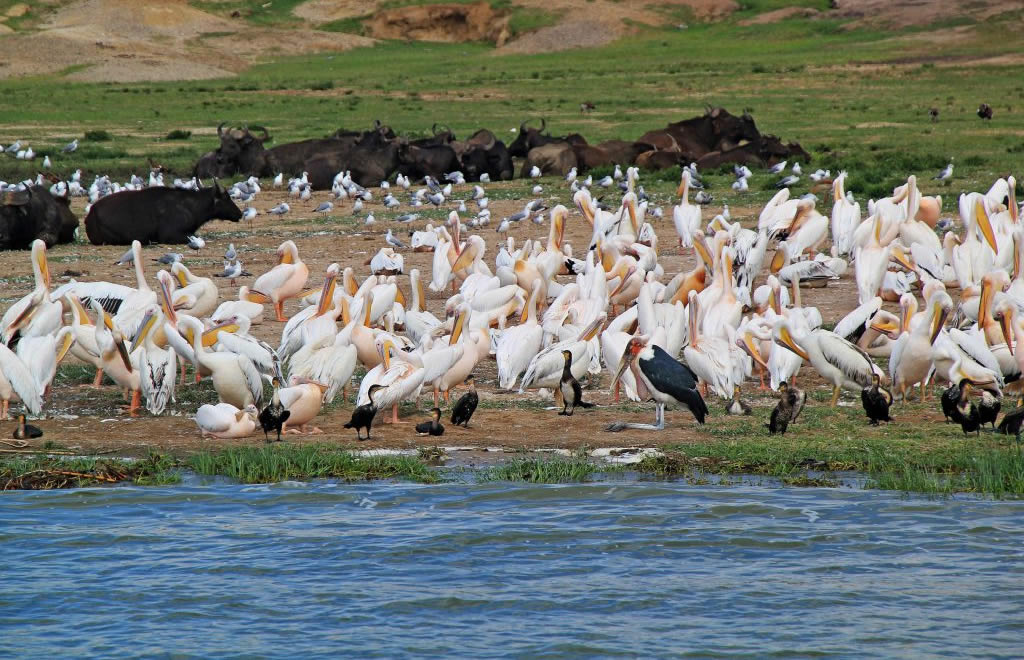 Lake Mburo Safari Image 2