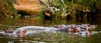 Lake Mburo Safari Image 3