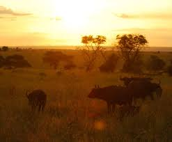 Lake Mburo Safari Image 3