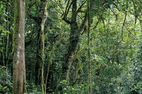 Uganda Rainforest