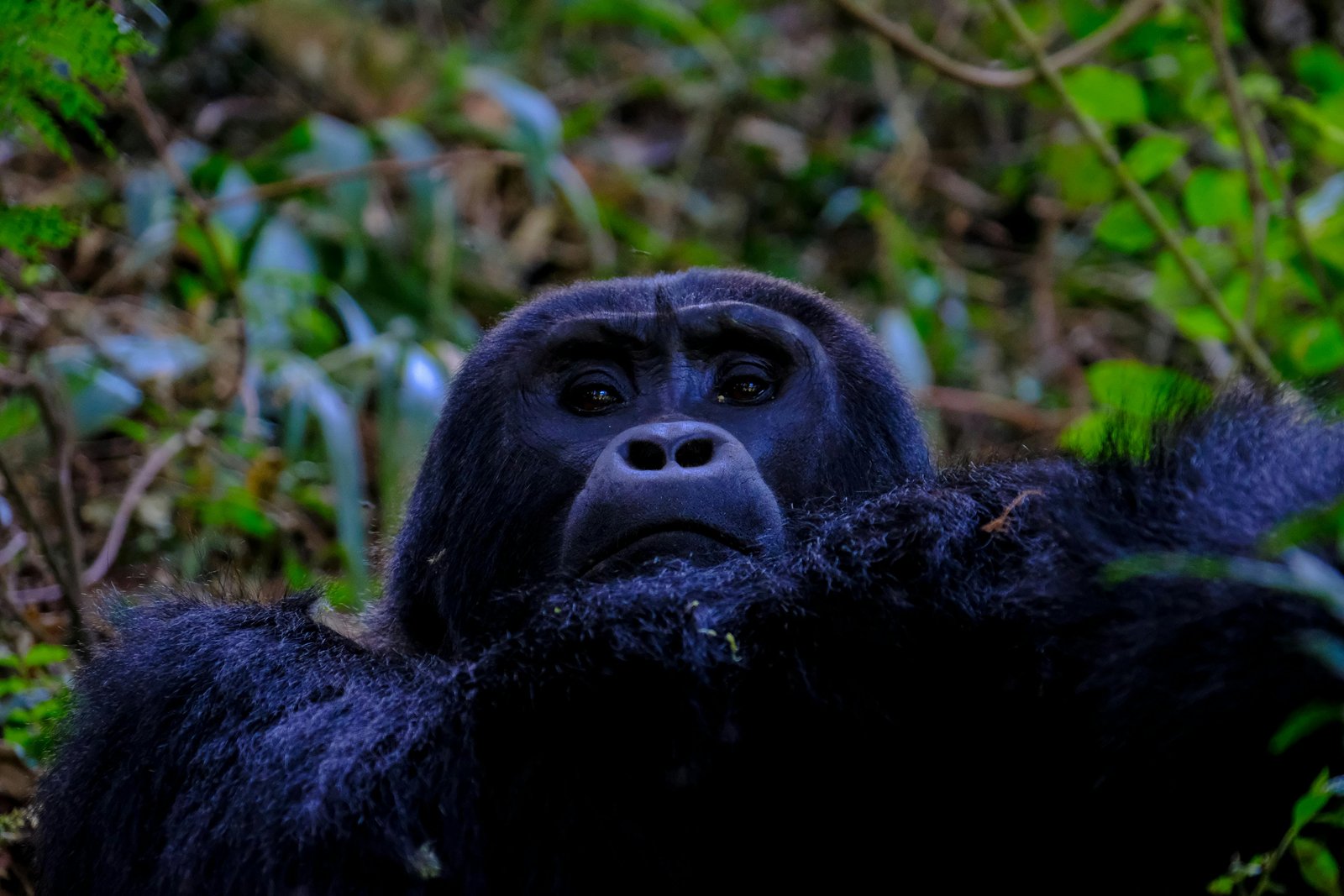Gorilla Trekking & Wildlife Safari