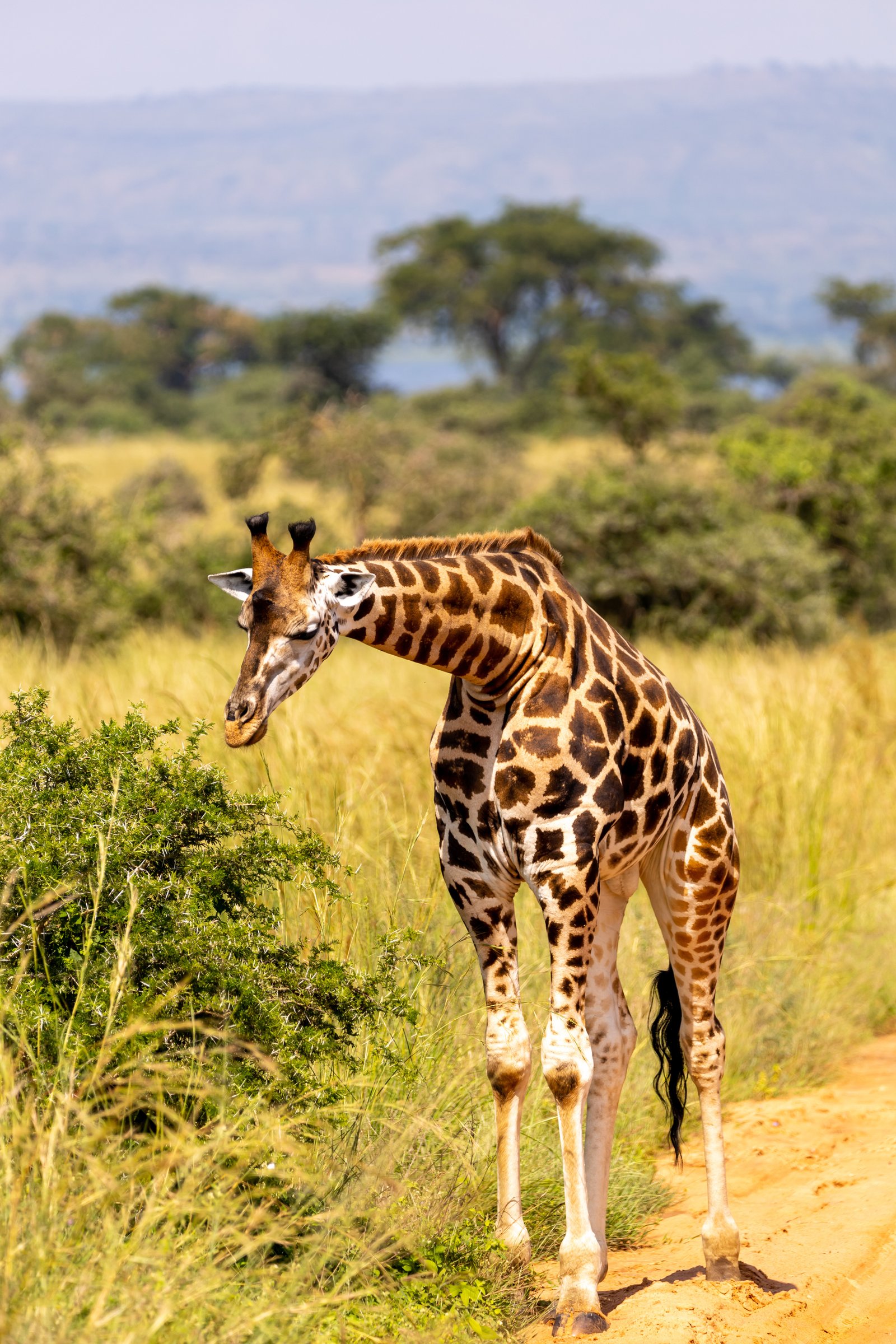 Kidepo Valley National Park