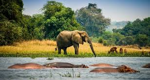 Uganda Wildlife